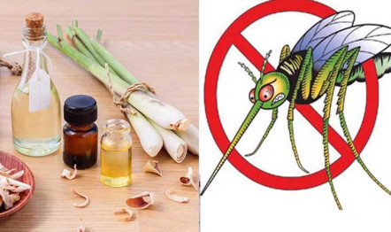Đuổi Côn Trùng Tại Nhà: Phương Pháp Hiệu Quả Cho Một Môi Trường Sạch Sẽ và An Toàn